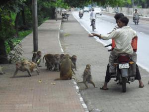 Motorcycle men feeding the monkeys bananas