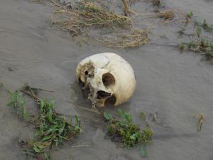 Human skull in the Ganges River